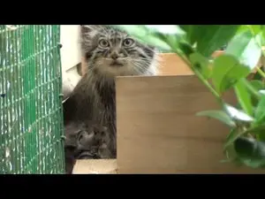 Видео Шивы, Тулы, и Адувы в Биг Кэт Сэнкшуари