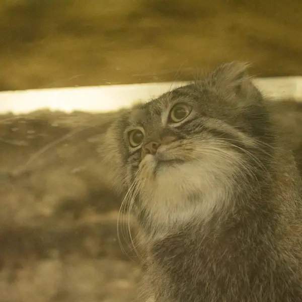 Фотография Фиги в Зоопарке Уено