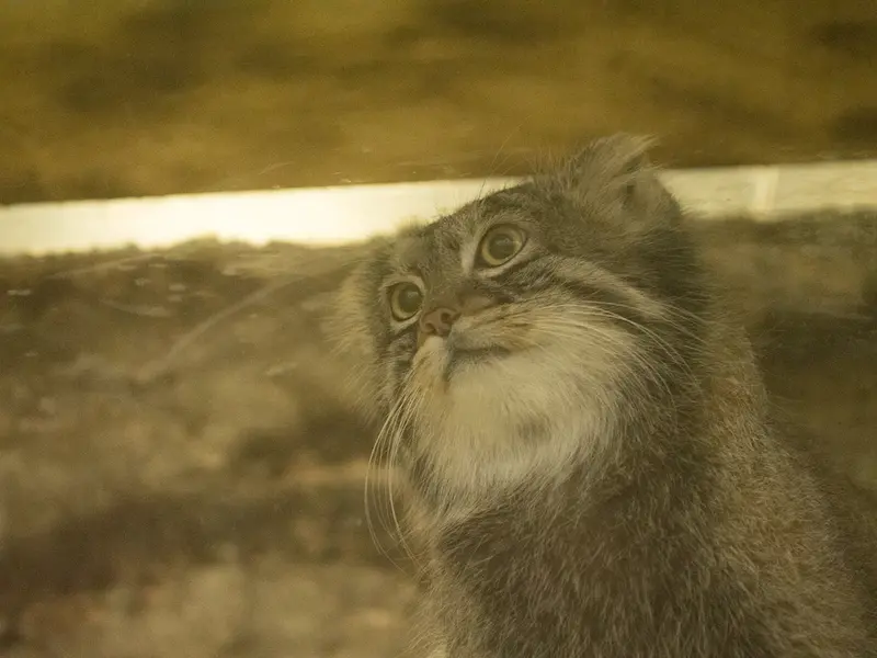 Фотография Фиги в Зоопарке Уено