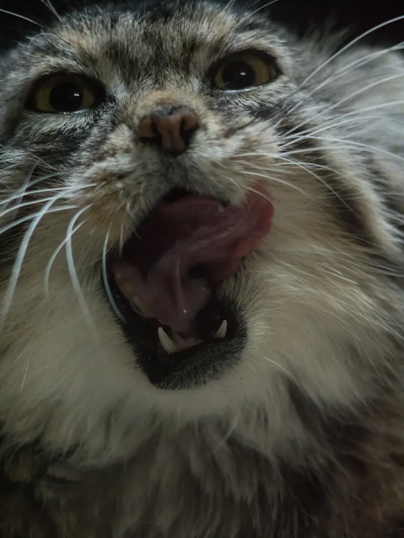 Фотография Примулы в Зоопарке Уено