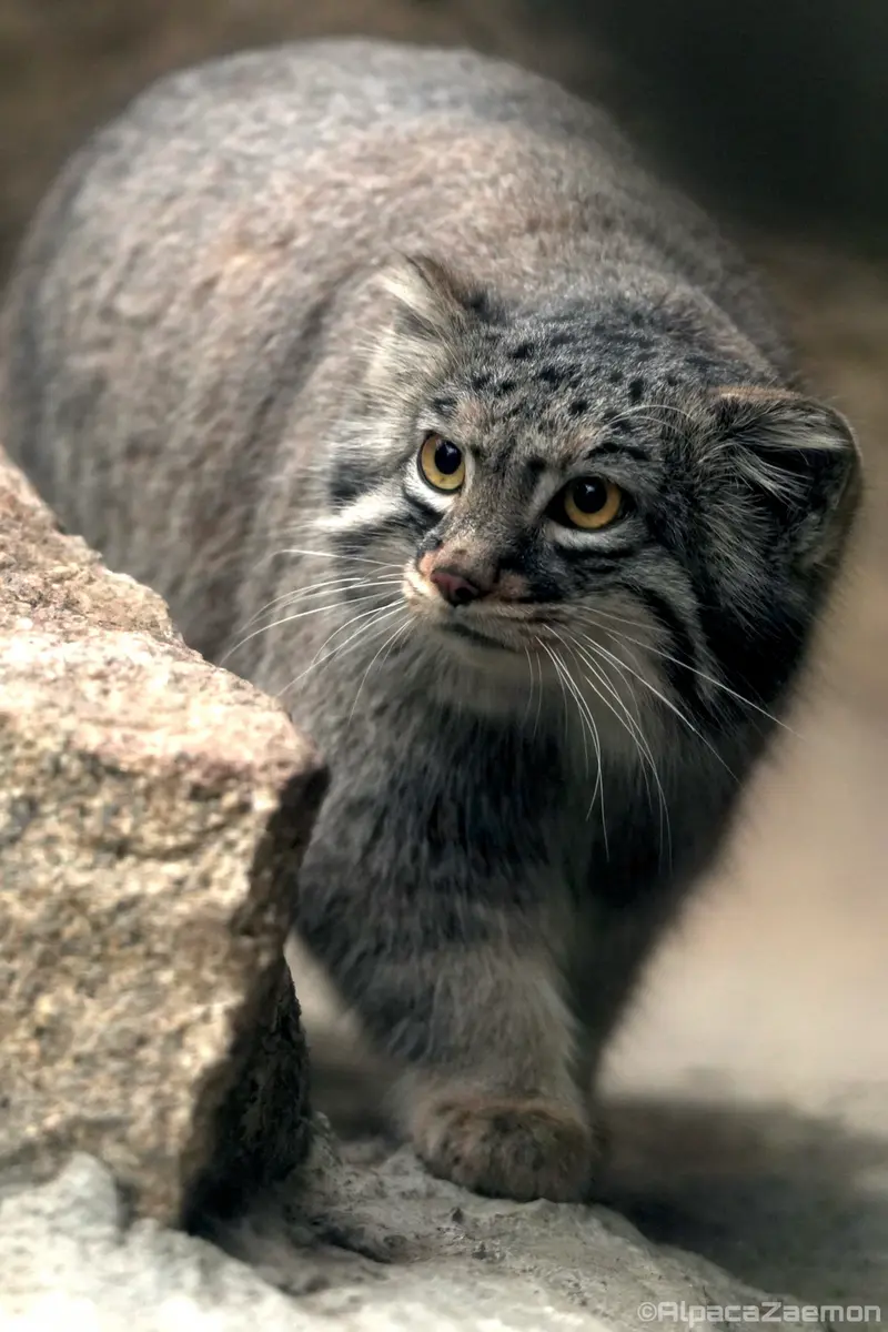 Фотография Мей в Царстве Животных Кобе