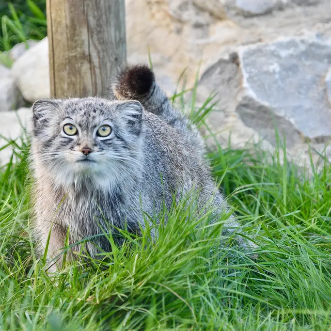 Фотография Хараа в Парке диких животных Порт-Лимпн