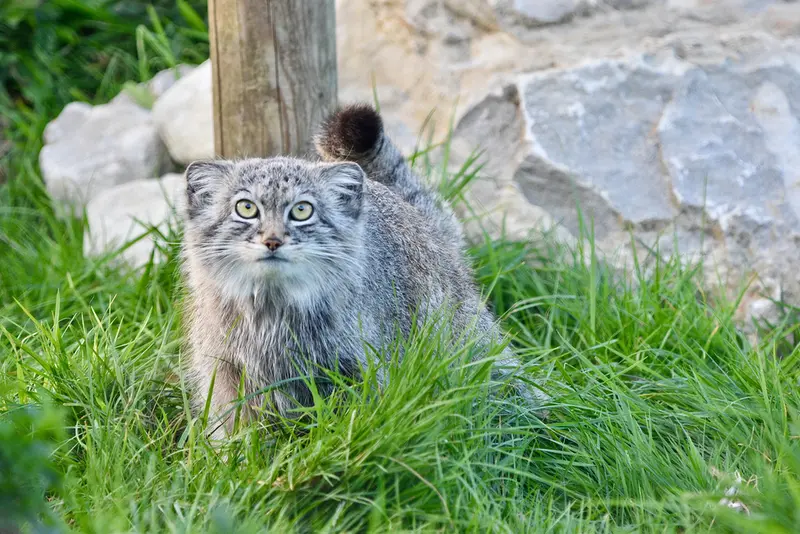 Фотография Хараа в Парке диких животных Порт-Лимпн