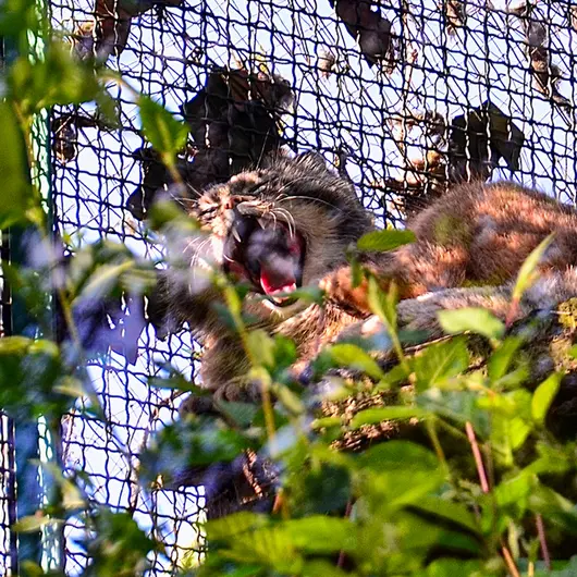 Фотография Бохуша в Будапештском Зоопарке