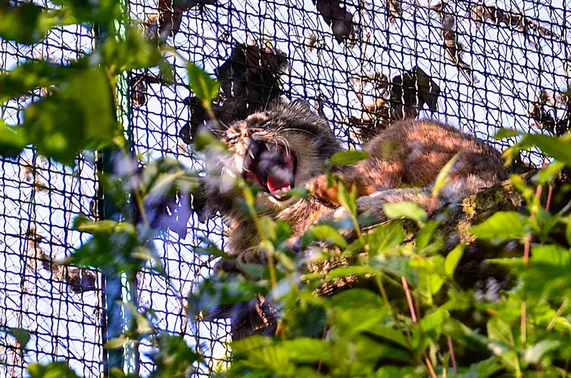 Фотография Бохуша в Будапештском Зоопарке