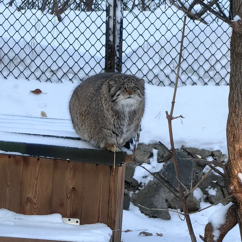 Фотография Мии в Новосибирском Зоопарке