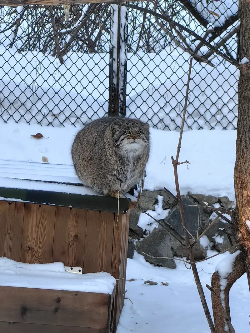 Фотография Мии в Новосибирском Зоопарке
