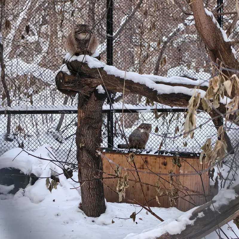Фотография Лоло в Новосибирском Зоопарке