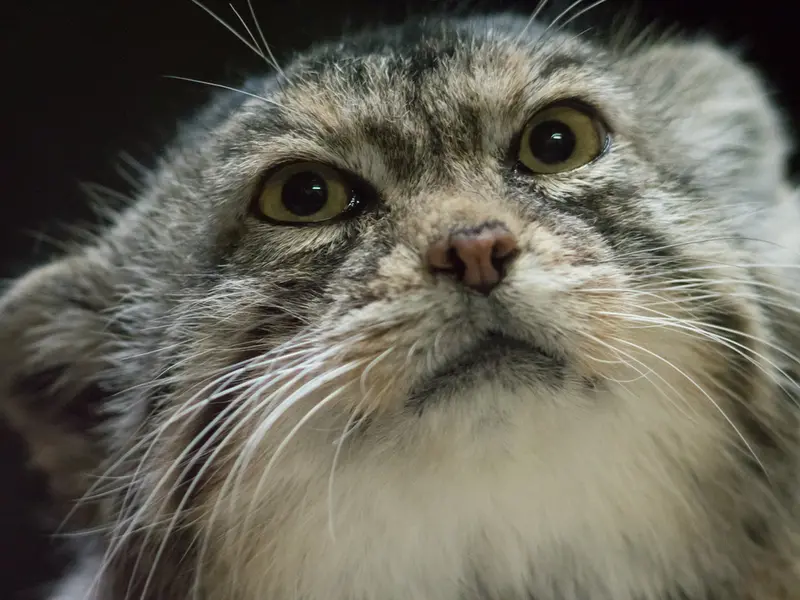 Фотография Примулы в Зоопарке Уено