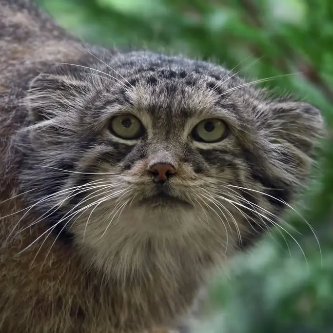 Фотография Нату в Сафари-заповеднике Люминьи