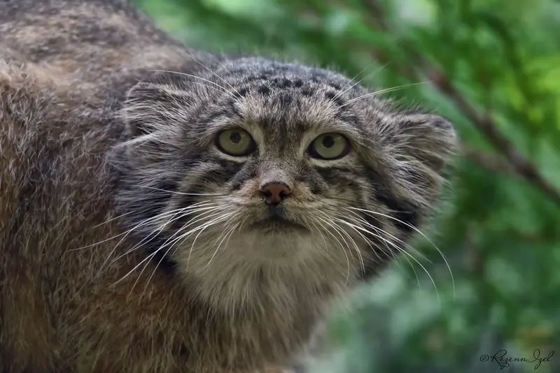 Фотография Нату в Сафари-заповеднике Люминьи