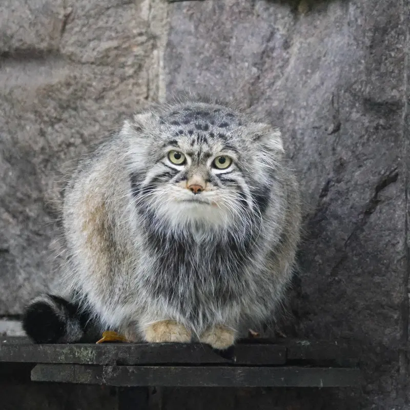 Фотография с манулом