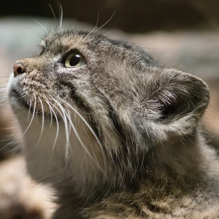 Фотография Примулы в Зоопарке Уено