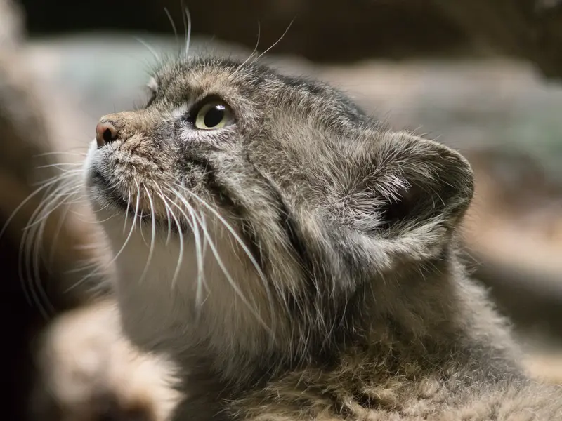 Фотография Примулы в Зоопарке Уено