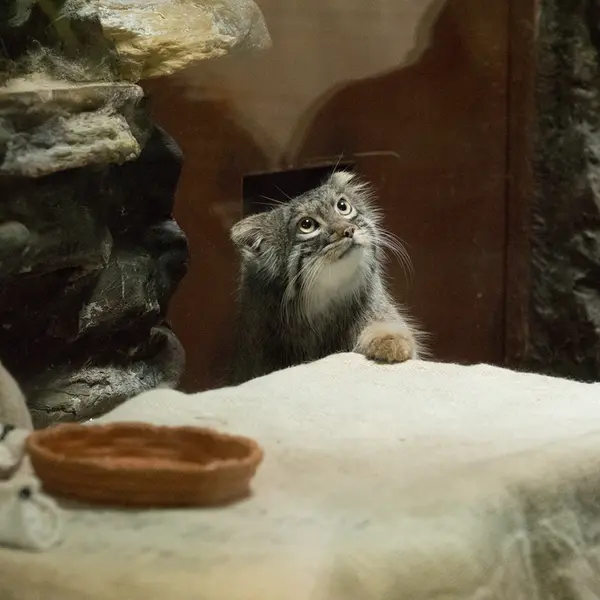 Фотография Фиги в Зоопарке Уено