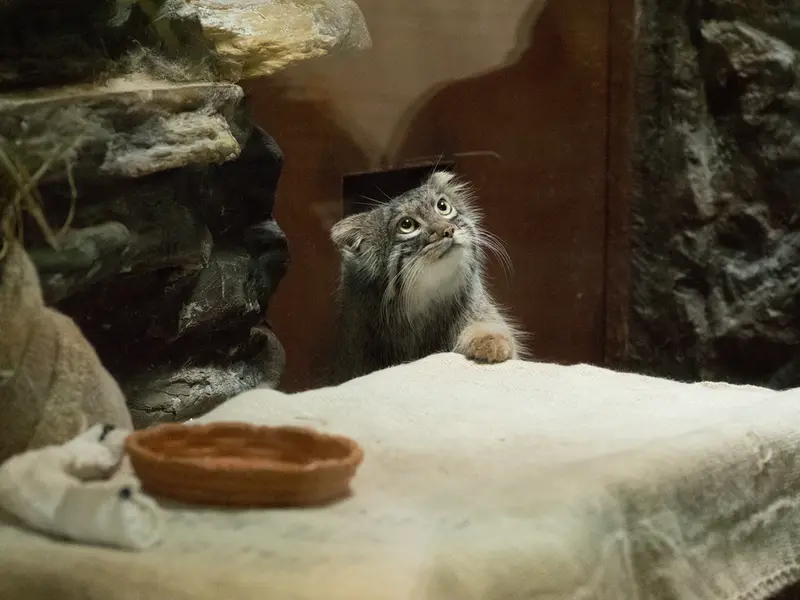 Фотография Фиги в Зоопарке Уено