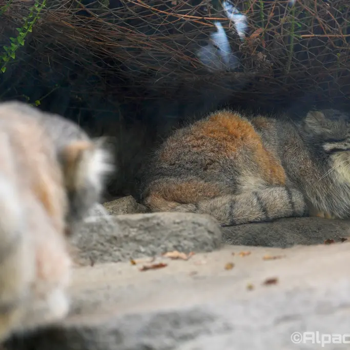 Фотография Аз и Нара в Царстве Животных Кобе