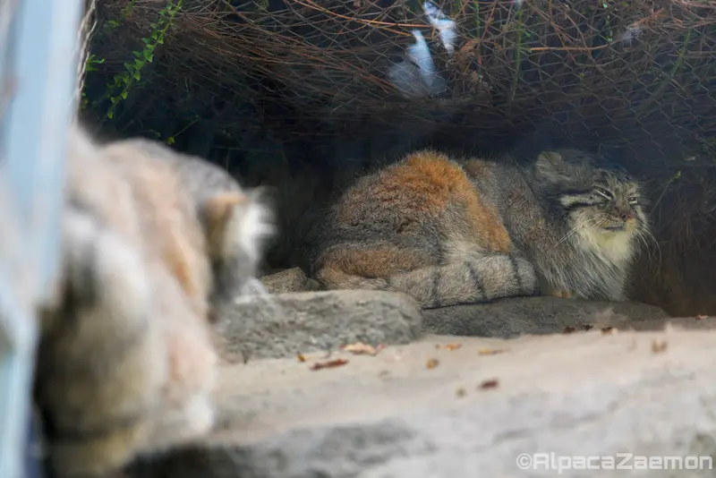 Фотография Аз и Нара в Царстве Животных Кобе