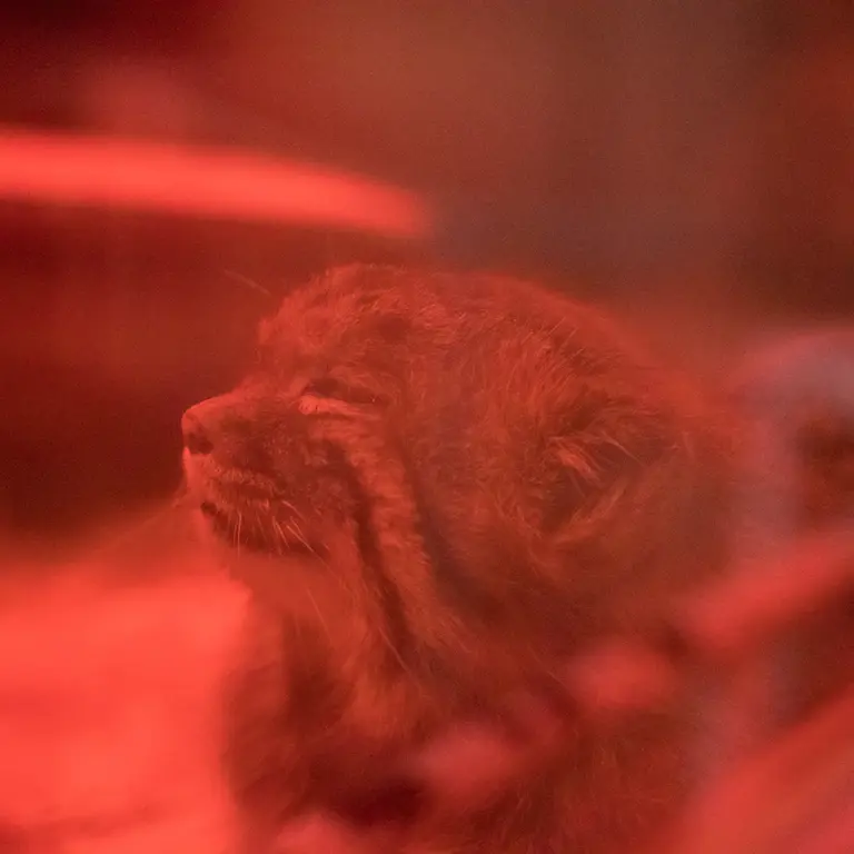 Фотография Найма в Зоопарке Уено