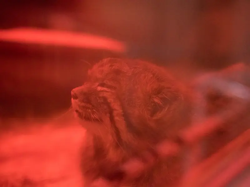 Фотография Найма в Зоопарке Уено