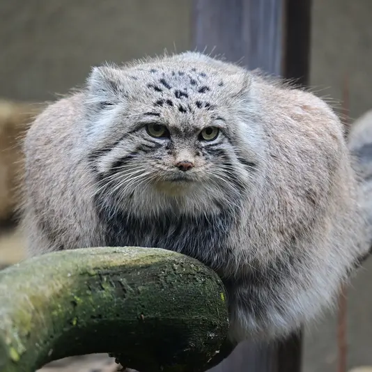 Фотография Марса в Таллинском Зоопарке