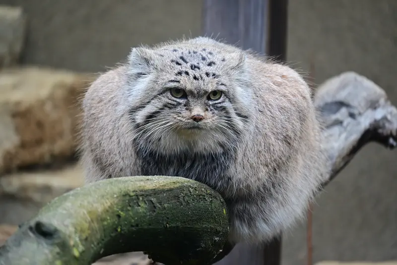 Фотография Марса в Таллинском Зоопарке