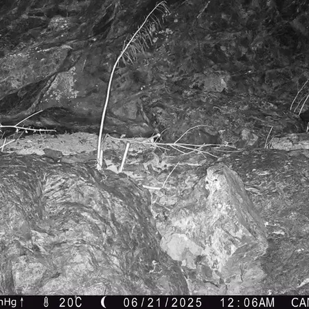 Фотография Сибирского Манула с фотоловушки Жунды 1