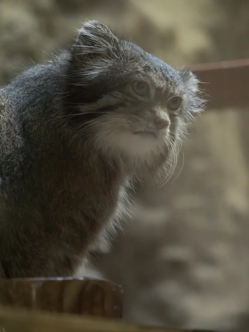 Фотография Клёна в Зоопарке Уено