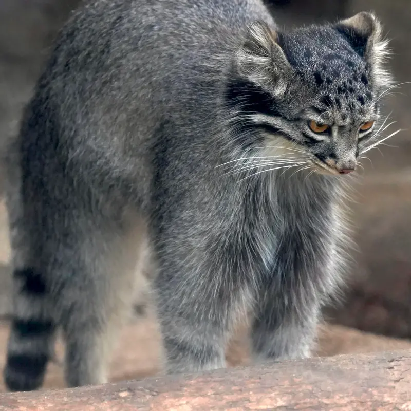 Фотография Мей в Царстве Животных Кобе