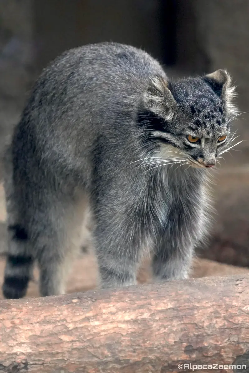 Фотография Мей в Царстве Животных Кобе