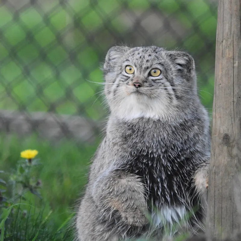 Фотография Хараа в Парке диких животных Порт-Лимпн