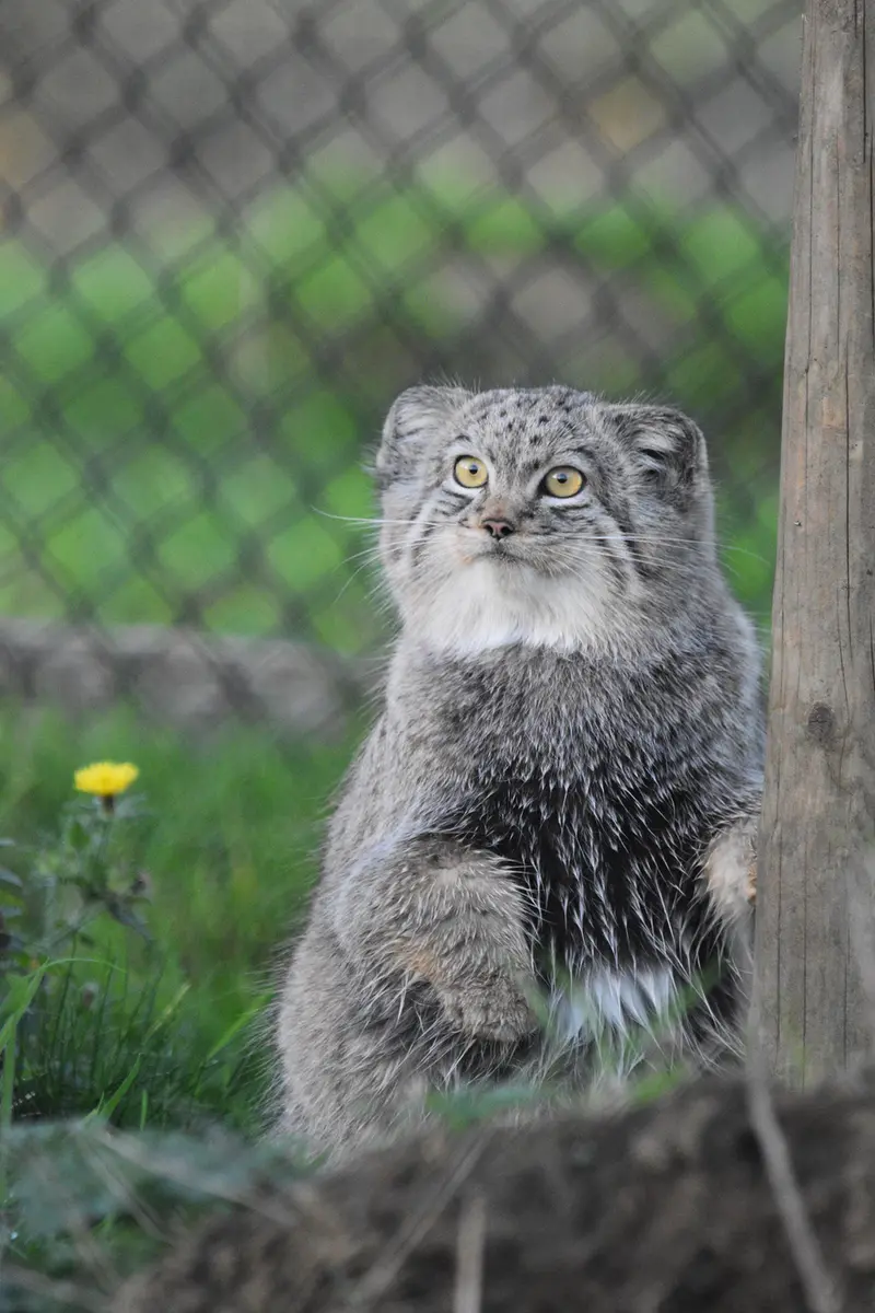 Фотография Хараа в Парке диких животных Порт-Лимпн