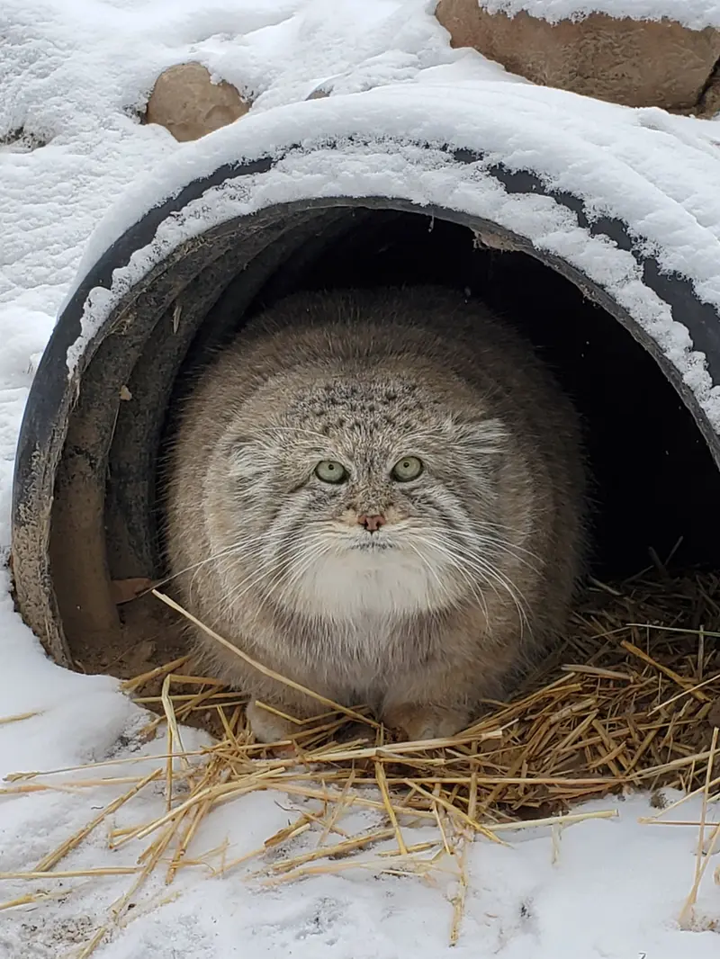 Фотография Машдога в Зоопарке Цинциннати