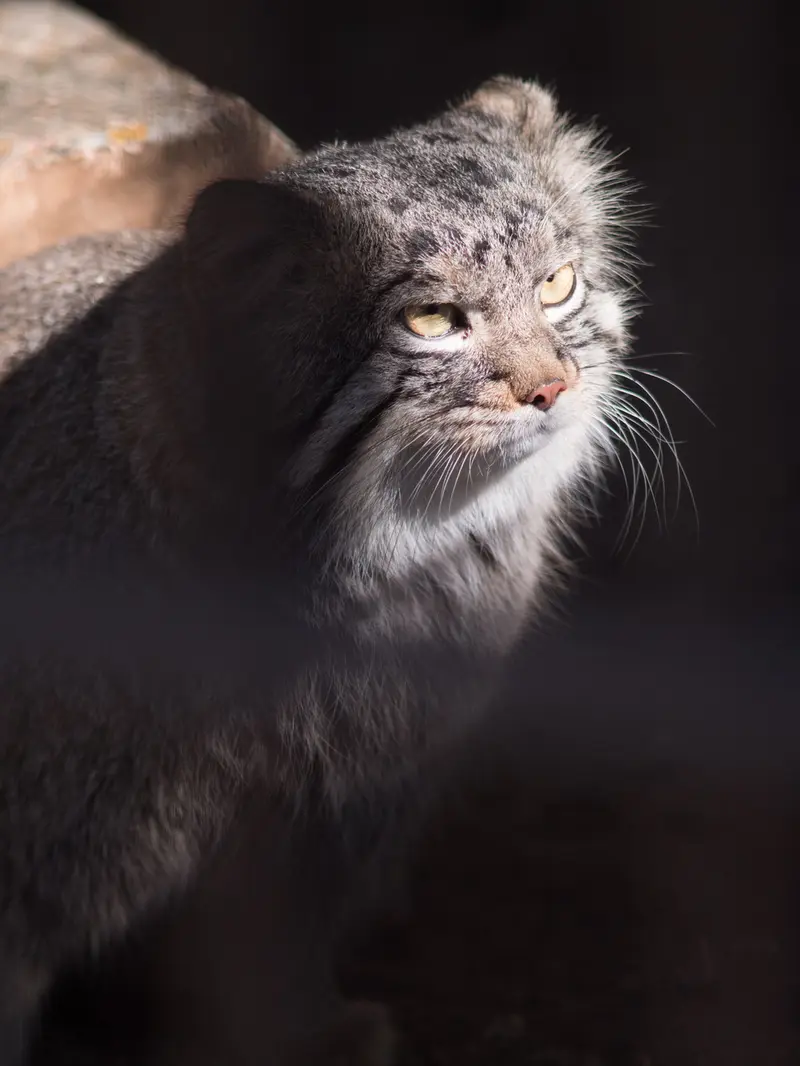 Фотография Фиги в Зоопарке Ногеяме