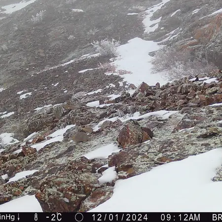 Фотография Казахскаи Пищухи с фотоловушки Жанатор