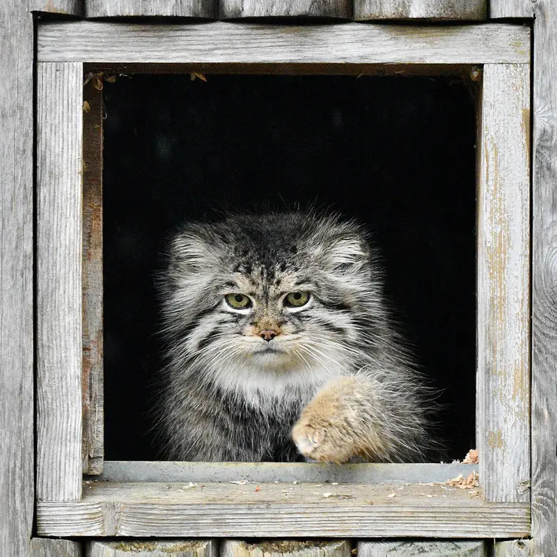 Фотография Атлана в Парке диких животных Порт-Лимпн