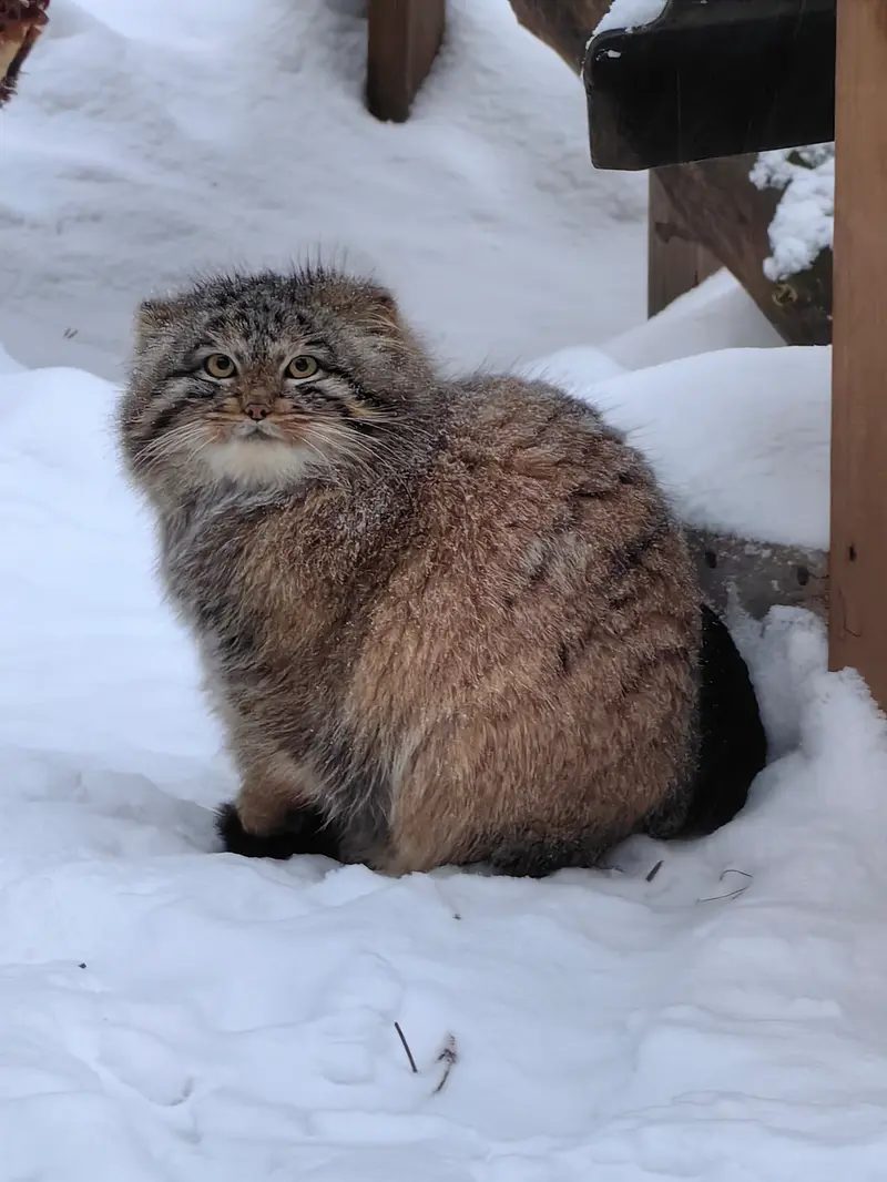 Фотография Сына Снежинки 2025 г.р. Ⅳ в Новосибирском Зоопарке