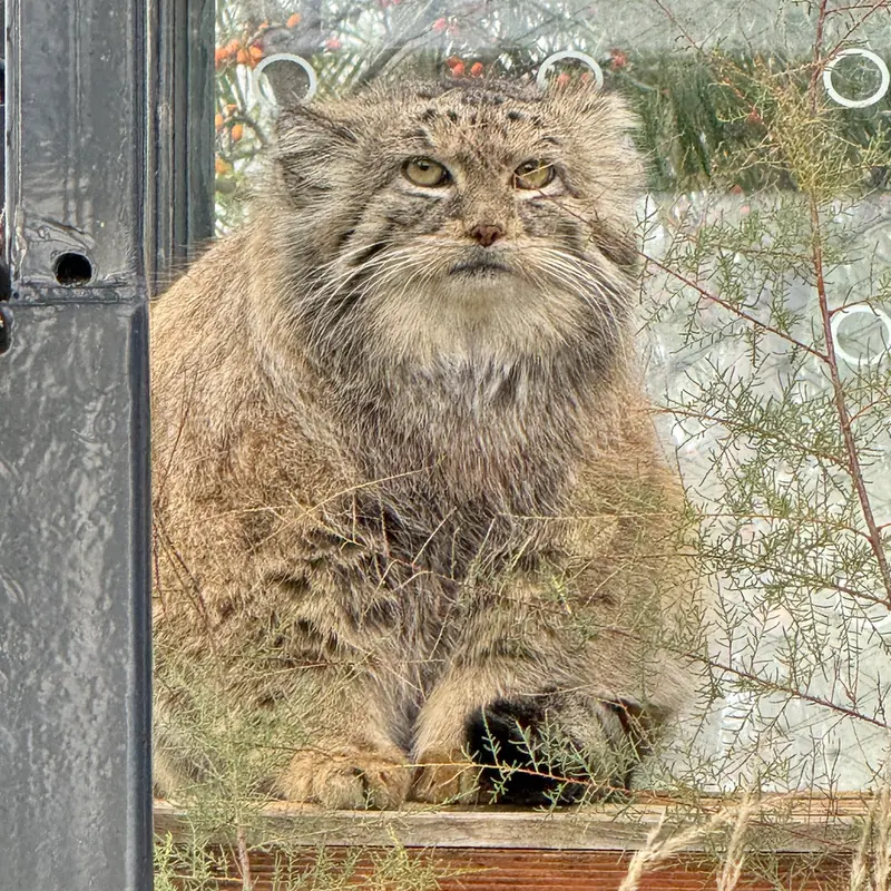 Фотография Спая в Пражском Зоопарке