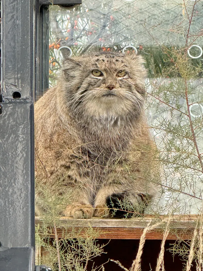 Фотография Спая в Пражском Зоопарке