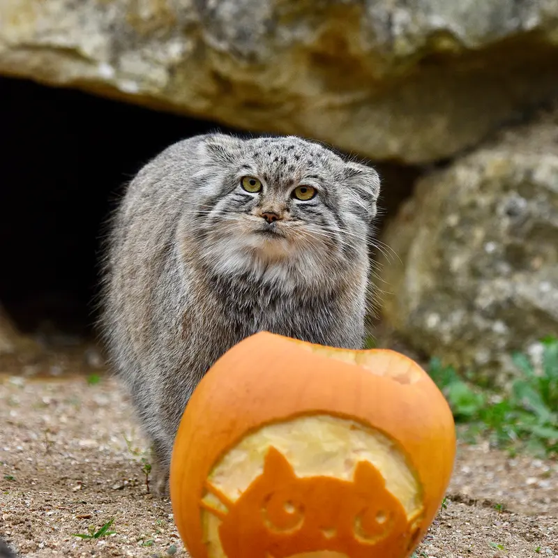 Фотография Хараа в Парке диких животных Порт-Лимпн