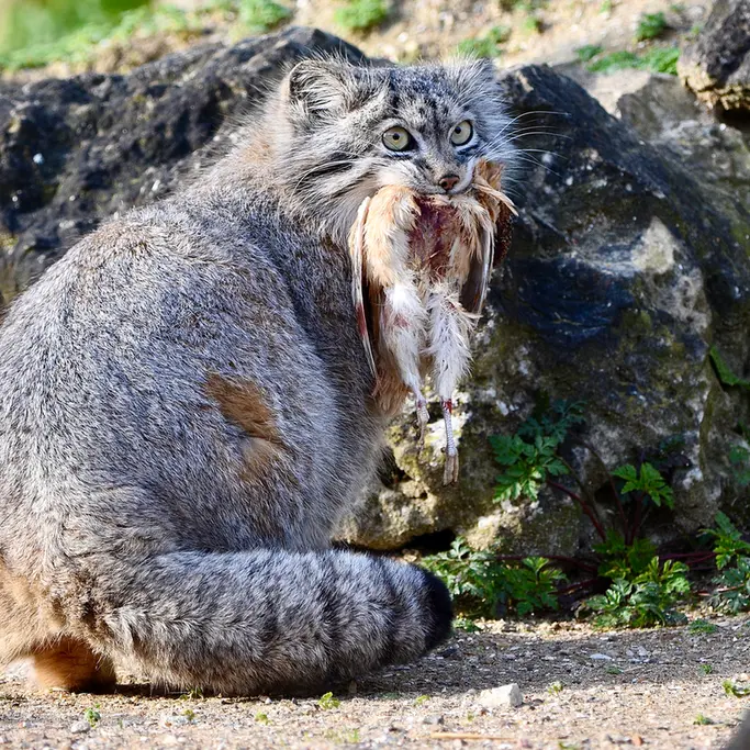 Фотография Наму в Парке диких животных Порт-Лимпн