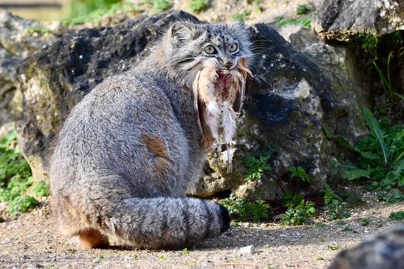 Фотография Наму в Парке диких животных Порт-Лимпн