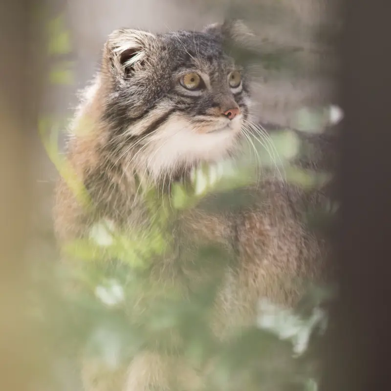 Фотография Фиги в Зоопарке Ногеяме