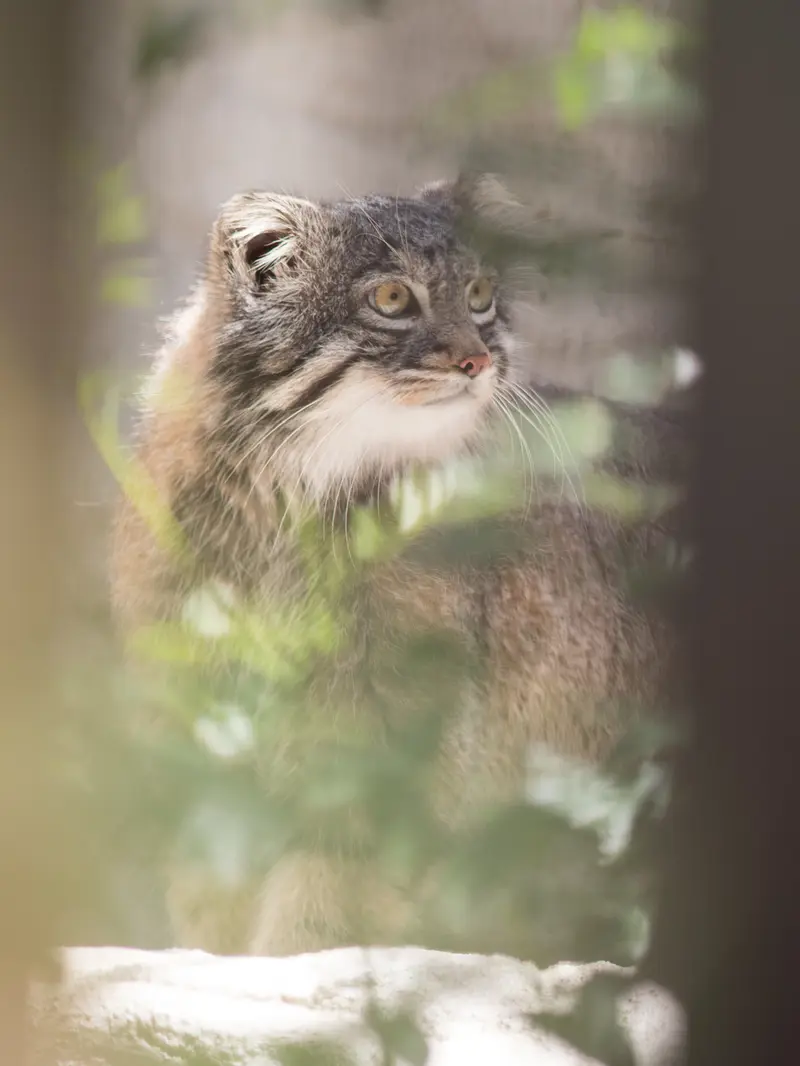 Фотография Фиги в Зоопарке Ногеяме
