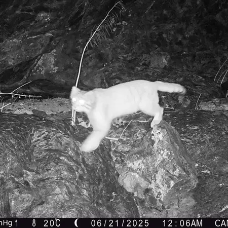 Фотография Сибирского Манула с фотоловушки Жунды 1