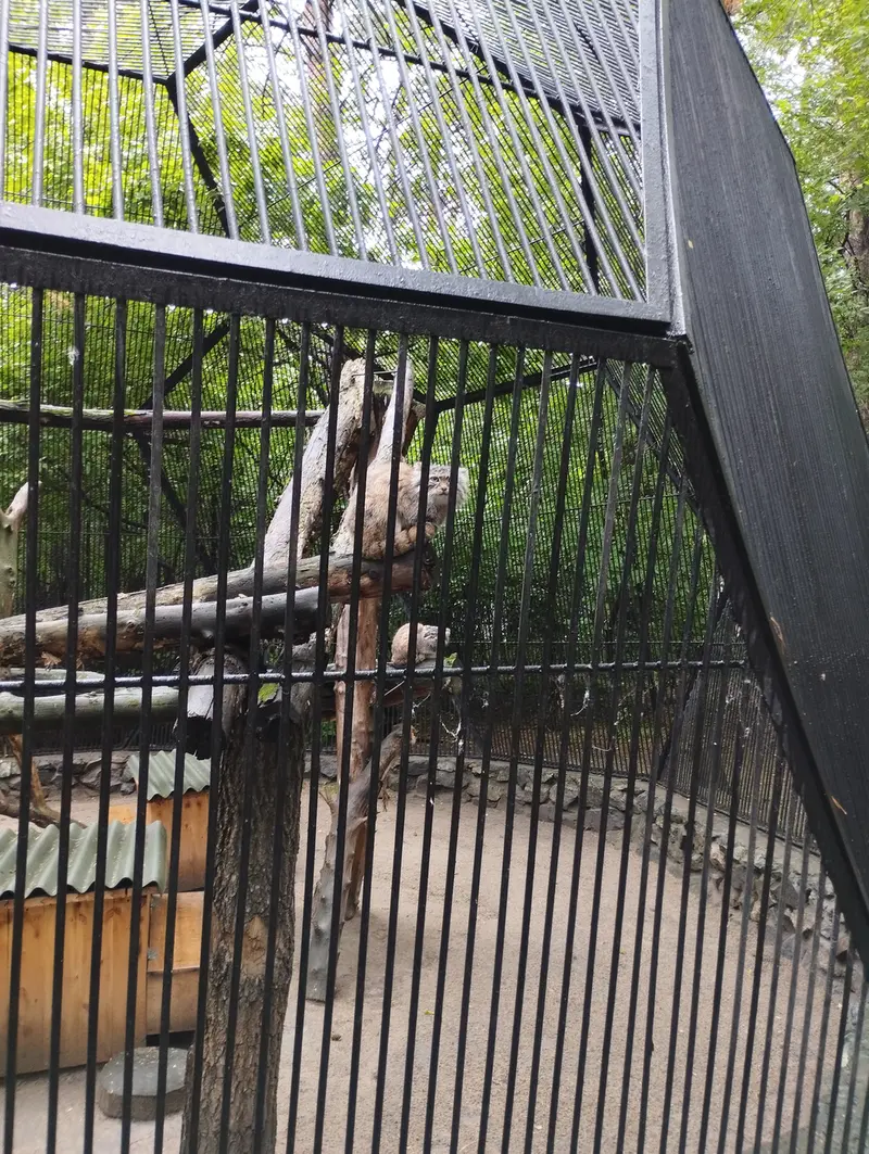 Фотография с манулом в Новосибирском Зоопарке