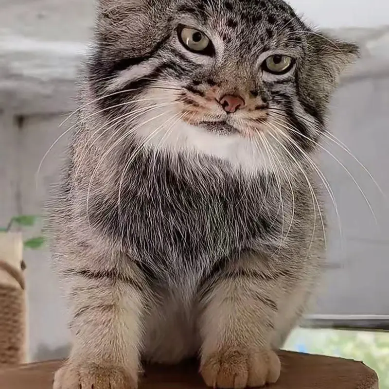 Фотография Сунь Даньян в Зоопарке дикой природы Цинхай-Тибетского нагорья