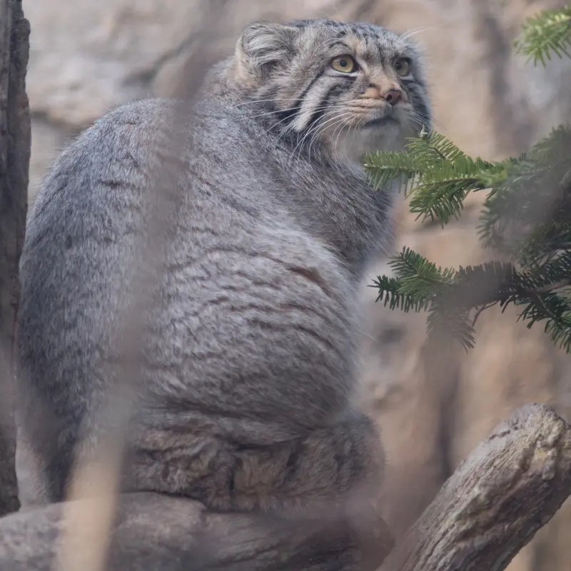 Фотография Нагому в Царстве Животных Насу