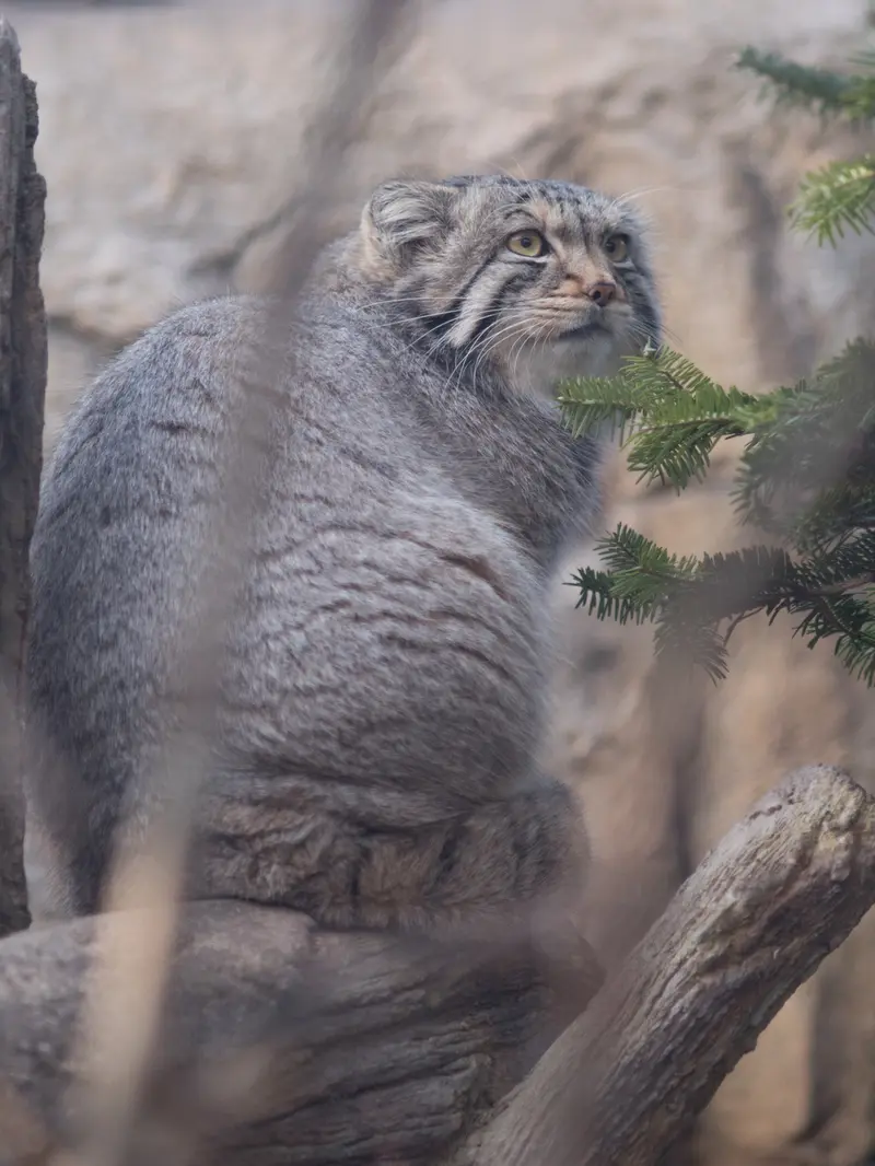 Фотография Нагому в Царстве Животных Насу