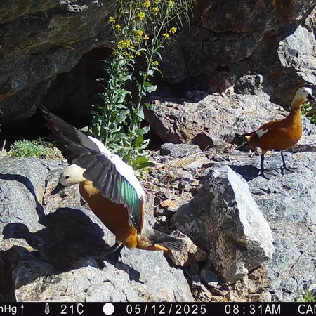 Фотография Огаря с фотоловушки Жунды 1